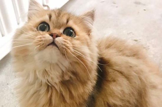 猫咪呼吸很重