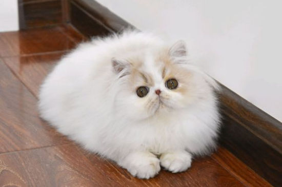 猫脖子上有硬块