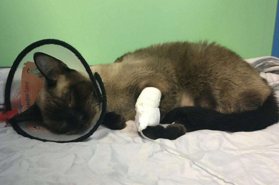 单独养的猫会的传腹吗
