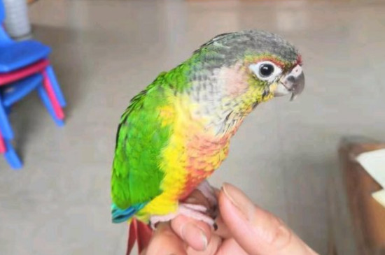 小太阳鹦鹉怎么分雌雄