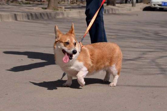 柯基犬对主人的忠诚度，3个技巧让柯基对你的服从性倍升
