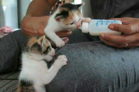 养2个月小猫攻略
