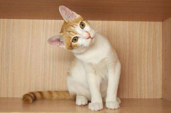 如何防止橘猫发胖