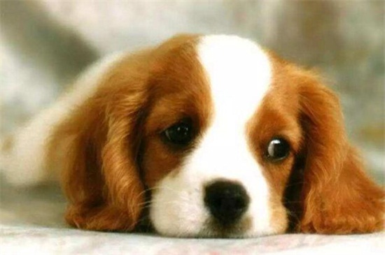 犬瘟热症状，体温升高全身抽搐还会严重腹泻