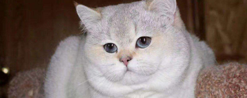 成猫吃幼猫粮好吗