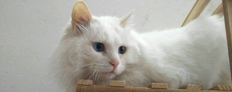 狮子猫和缅因猫区别