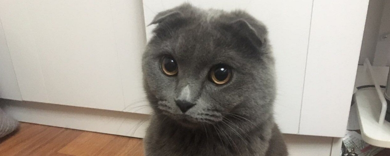 小英短猫眼睛流泪