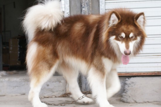 为什么国家禁养阿拉斯加，体型过大并有攻击性成为禁犬