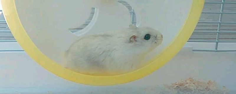 仓鼠一直跑跑轮死了