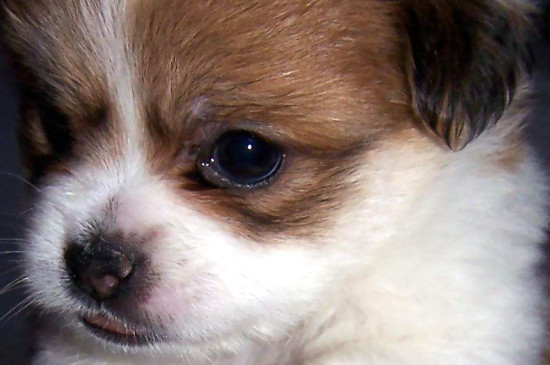 珍珠犬好养吗
