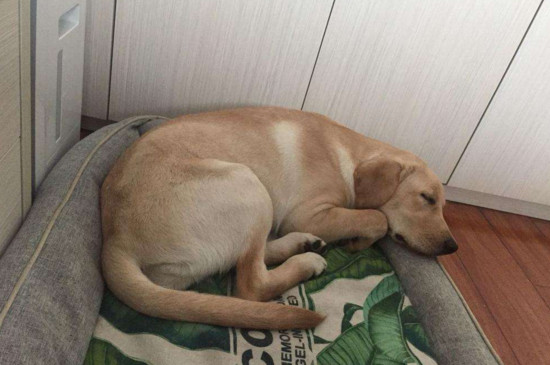 狗狗绝育后几天恢复