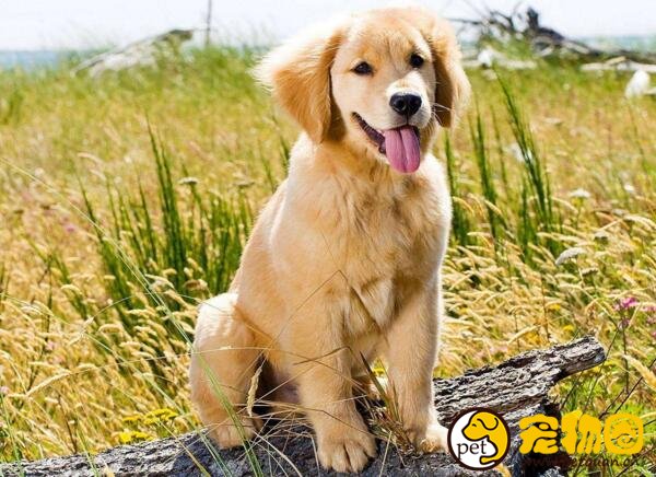 怎样训练狗狗比较好，掌握正确的方法就会很容易