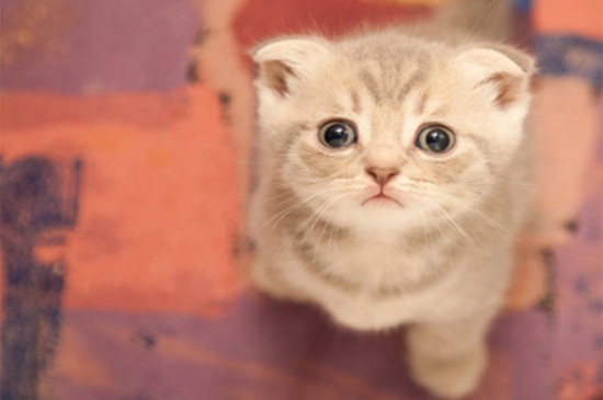 猫会撑死吗