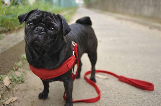 黑色巴哥犬为什么稀少，黑色代表不吉利且价格昂贵