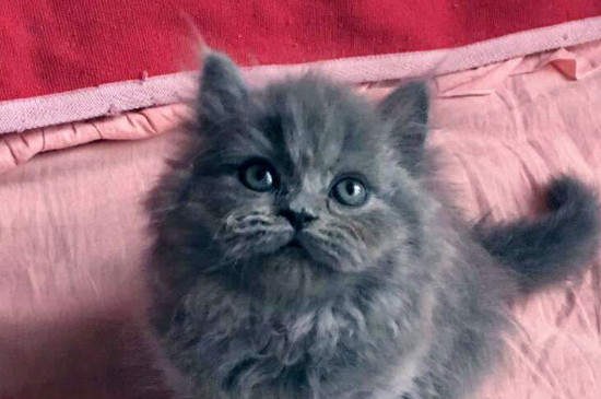 长毛猫多久洗一次澡，长毛猫洗澡频率是多少