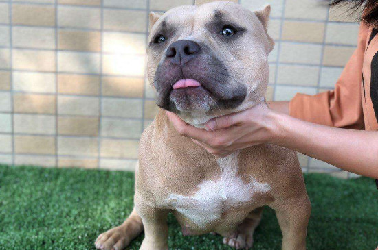 美国恶霸犬有攻击性吗