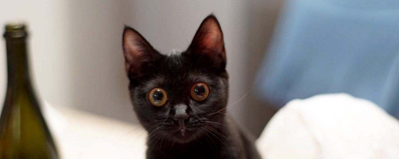 黑猫毛色发红