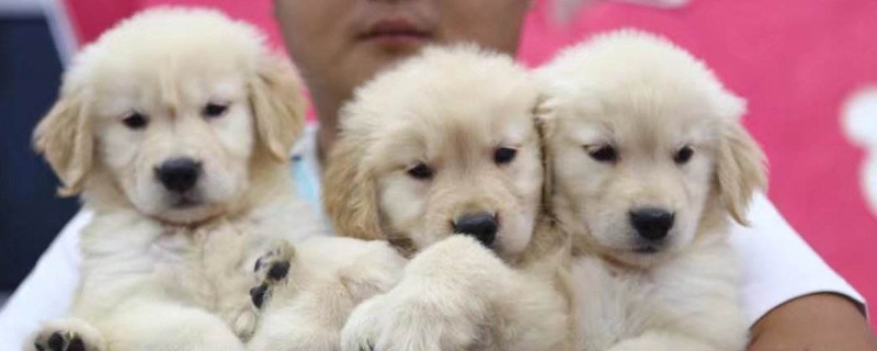 网上买狗需要注意什么