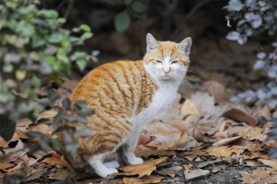 猫害怕什么东西