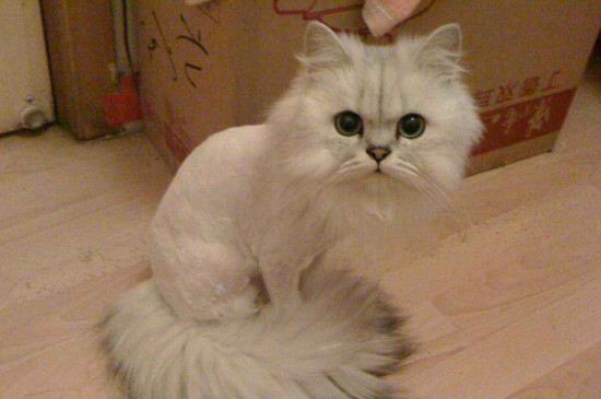 猫剃毛后多久长出来，猫咪剃毛后注意事项
