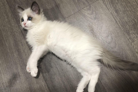 猫癣怎么治好得快