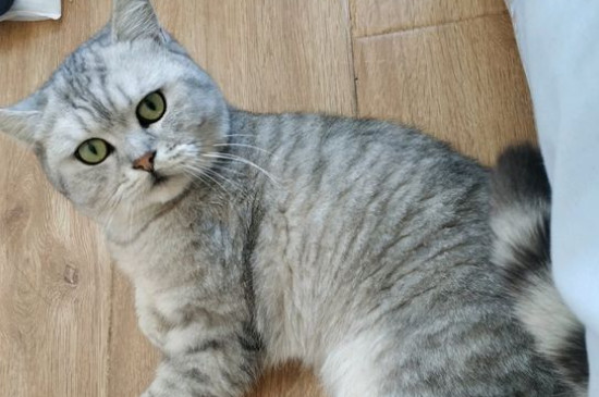 公猫绝育会死吗