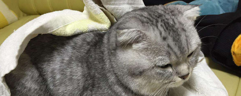 小猫突然没精神