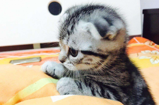 猫放在家里十天可以吗