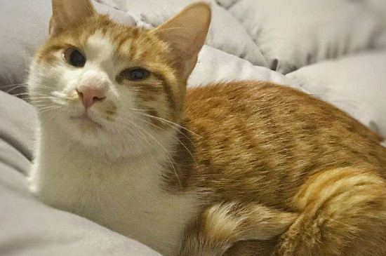 猫咪怀孕的症状