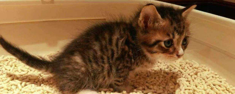 猫砂多久清理一次