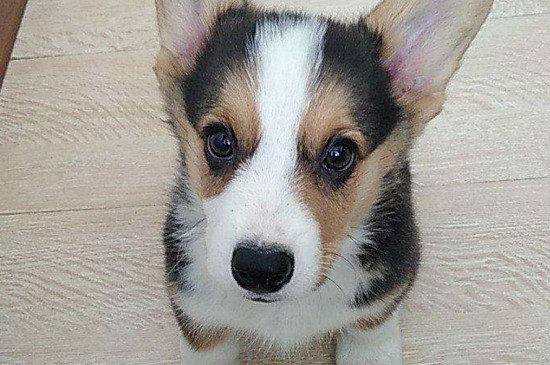 柯基犬几个月脸变好看