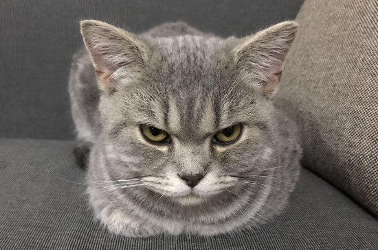 被猫抓伤出血要打针吗
