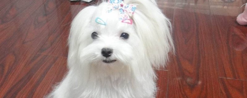 防犬疫苗多长时间内打