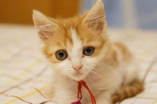 促进猫食欲的药，猫吃什么能增加食欲