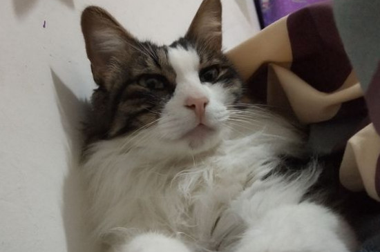 可以用手帮母猫解决吗