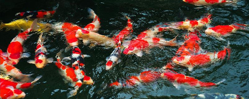 锦鲤水浑浊怎么变清