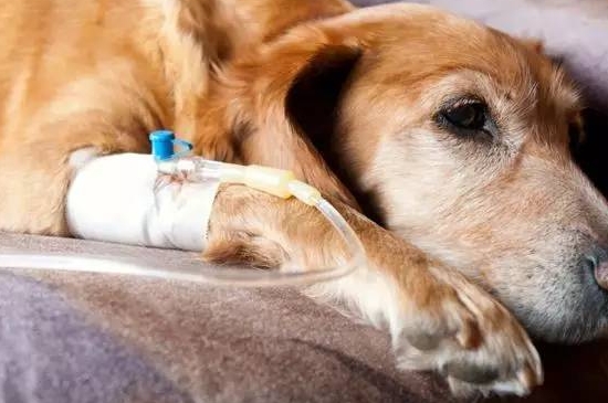 狗狗感冒和犬瘟的区别
