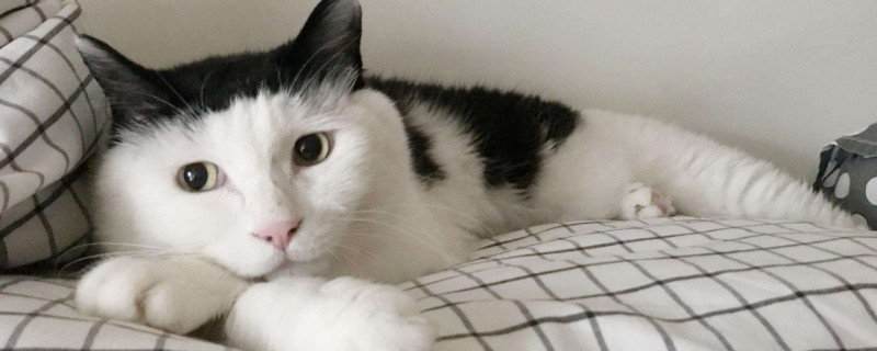 猫睡我枕头旁边怎么办