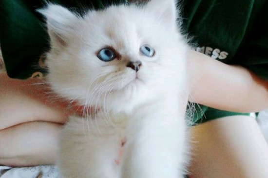 猫吃三文鱼的好处