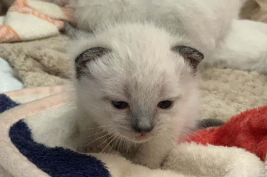 怎么判断猫要驱虫