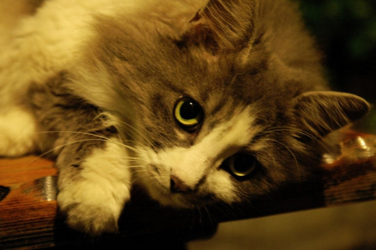 挪威森林猫是巨型猫吗