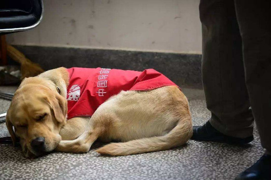 导盲犬会叫吗，导盲犬什么情况下会叫