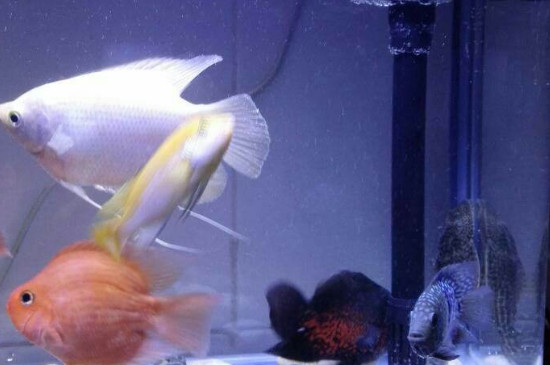 鱼缸长青苔怎么办