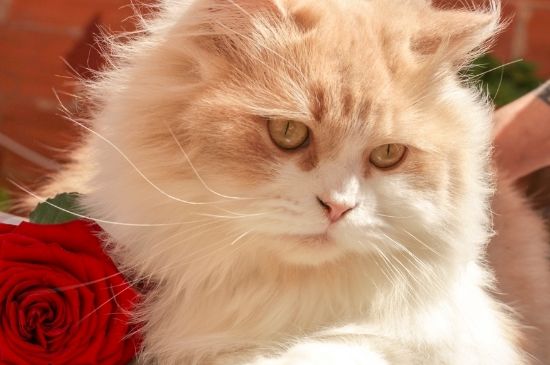 猫吃药吐白沫