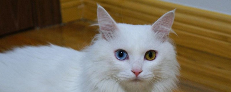 狮子猫掉毛吗