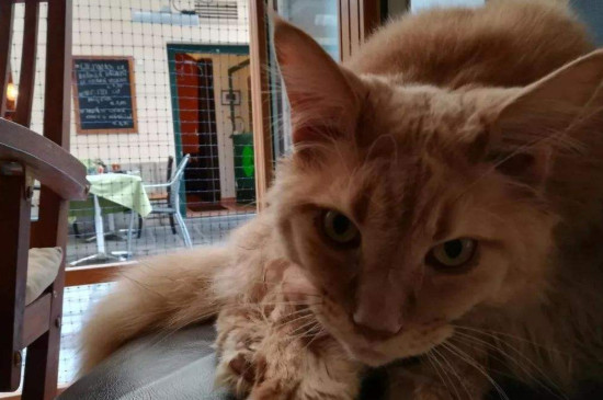 养猫不给吸是什么意思