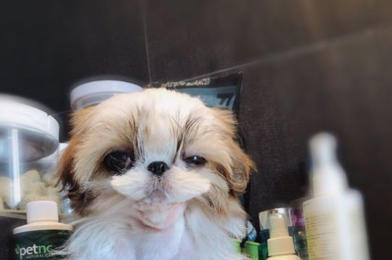 西施犬换主人后的表现