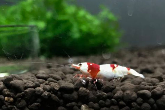 新手怎么养水晶虾