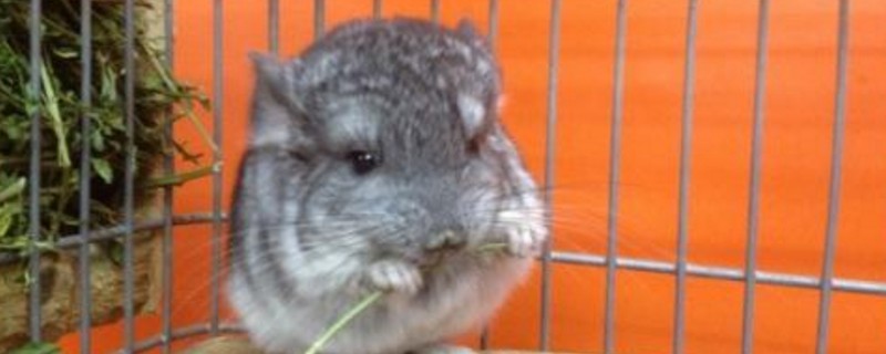 龙猫死前的征兆