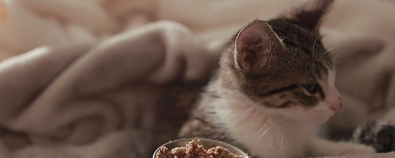猫咪吐白色粘液后死亡